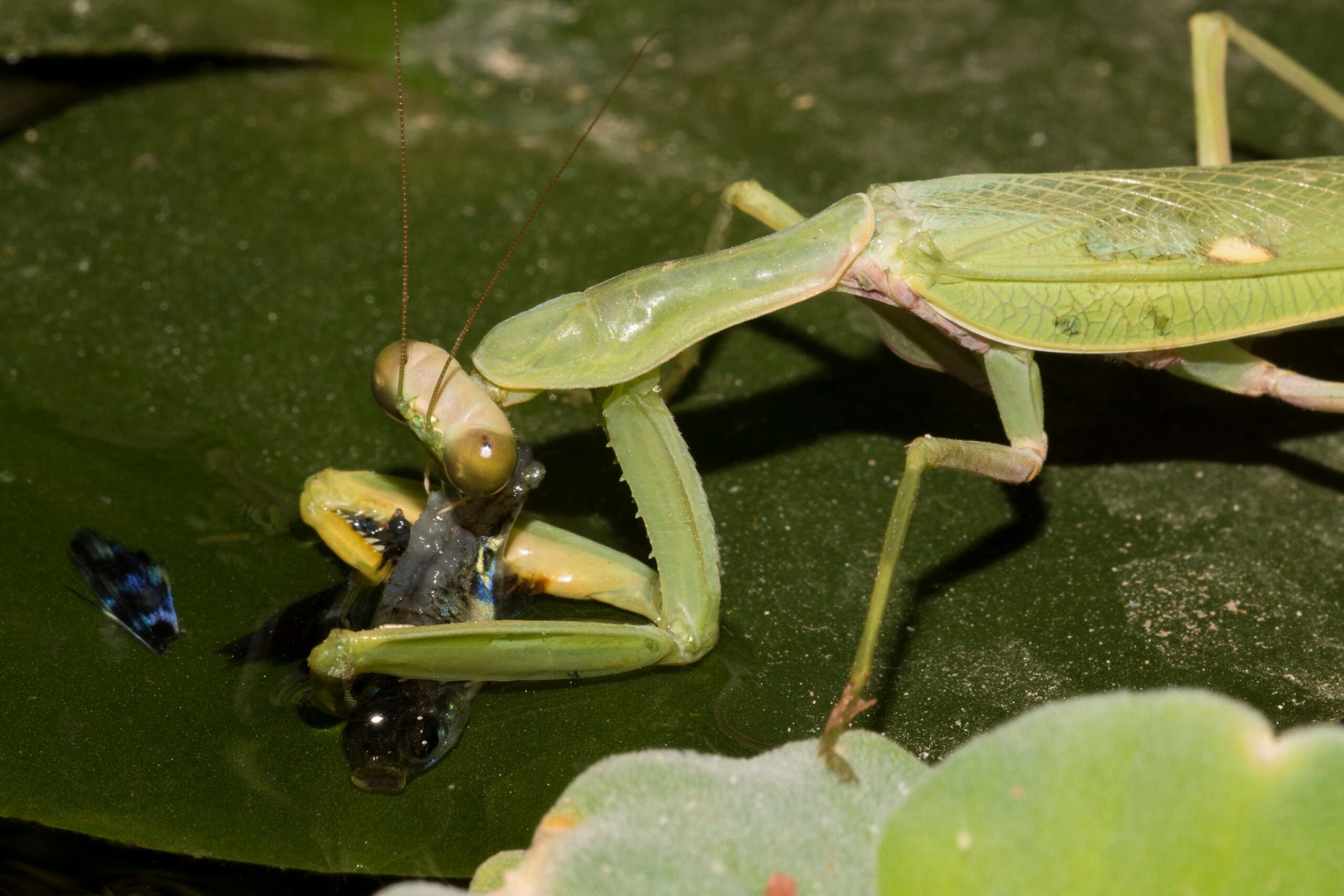 01 fishing preyinhow do praying mantises hunt ambush, vision, camouflage, and strike behaviorgmantis 1