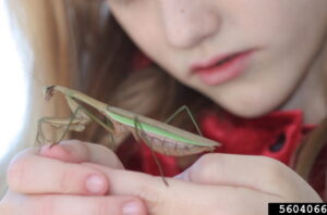 are praying mantises good for gardens