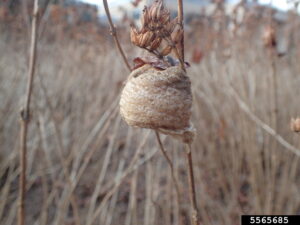 are praying mantises good for gardens