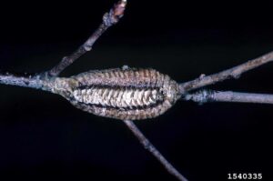 are praying mantises good for gardens