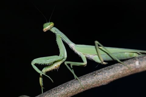 are praying mantises good for gardens