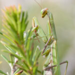 Are Praying Mantises Good for Gardens? Benefits, Risks, and What Gardeners Should Know