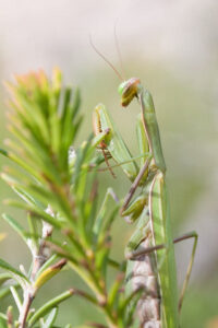 are praying mantises good for gardens