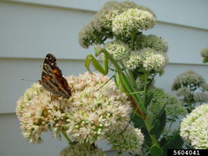 are praying mantises good for gardens