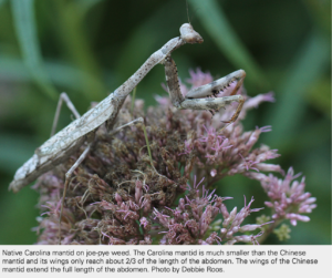 are praying mantises good for gardens