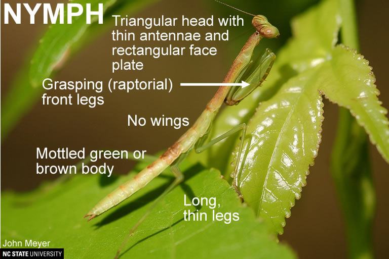 chinese mantis