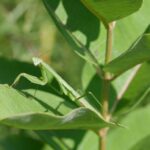 Chinese Mantis: Identification, Life Cycle, Facts & Care