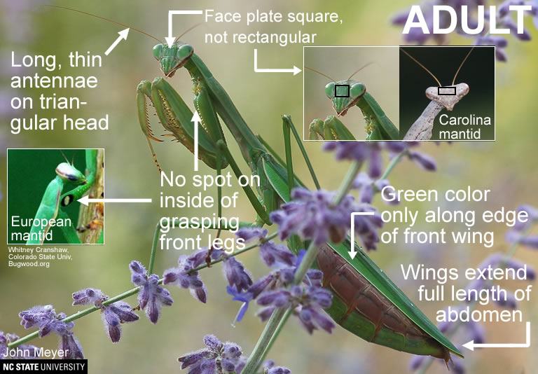 chinese mantis
