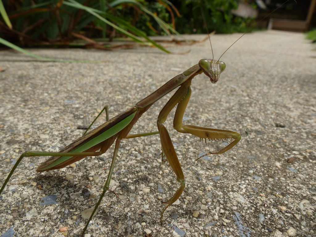chinese mantis