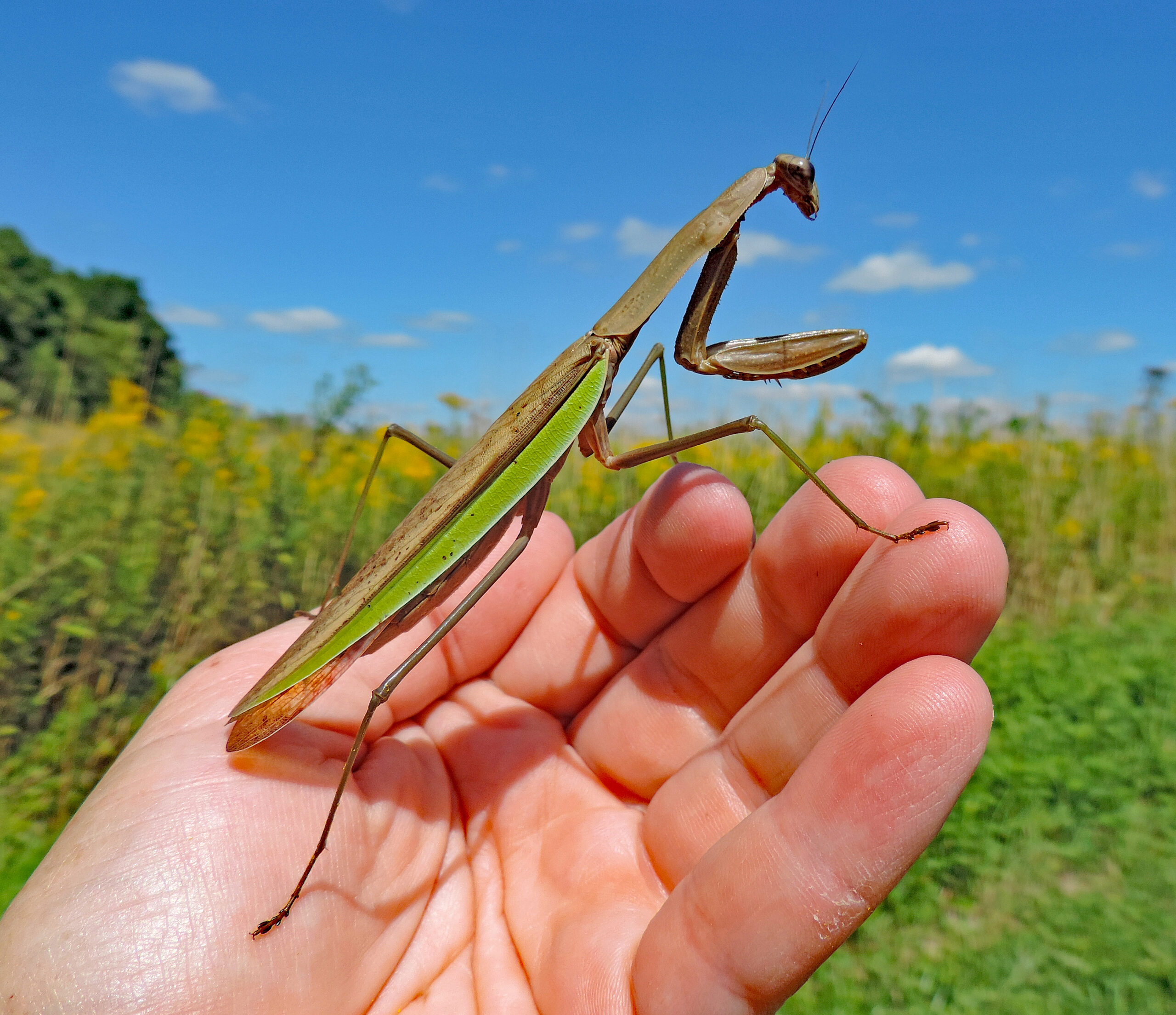 chinese mantis (tami gingrich photo)