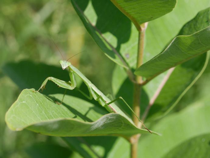 Chinese Mantis: Identification, Life Cycle, Facts & Care