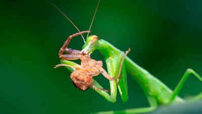 how do praying mantises hunt ambush, vision, camouflage, and strike behavior