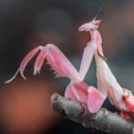 How Do Praying Mantises Hunt? Ambush, Vision, Camouflage, and Strike Behavior