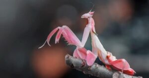 how do praying mantises hunt ambush, vision, camouflage, and strike behavior