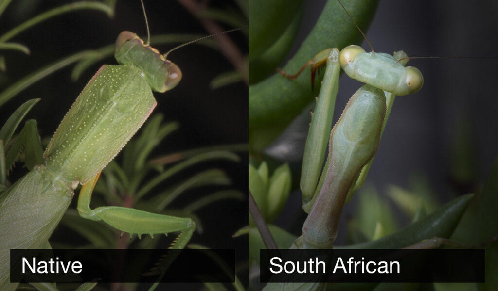 How to Identify a Praying Mantis: A Simple Field Guide