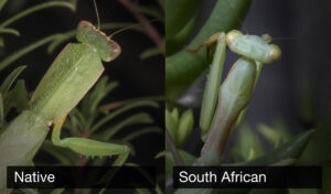how to identify a praying mantis a simple field guide