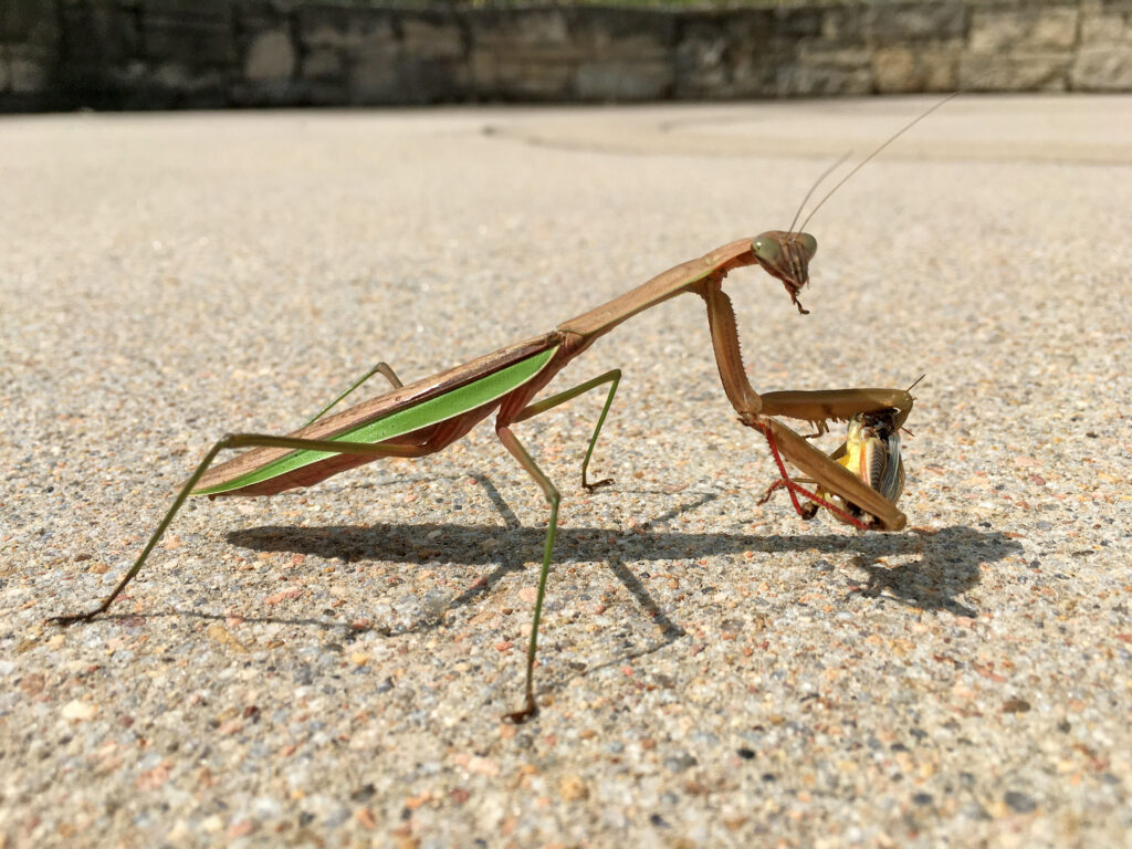 how to identify a praying mantis