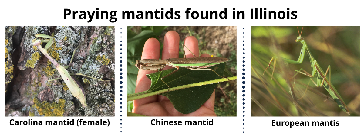 how to identify a praying mantis