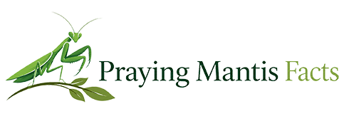 Praying Mantis Facts
