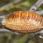 Praying Mantis Egg Case: Identification, Care, Hatching, and What to Do After It Opens