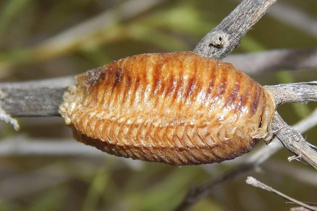 praying mantis egg case identification, care, hatching, and what to do after it opens