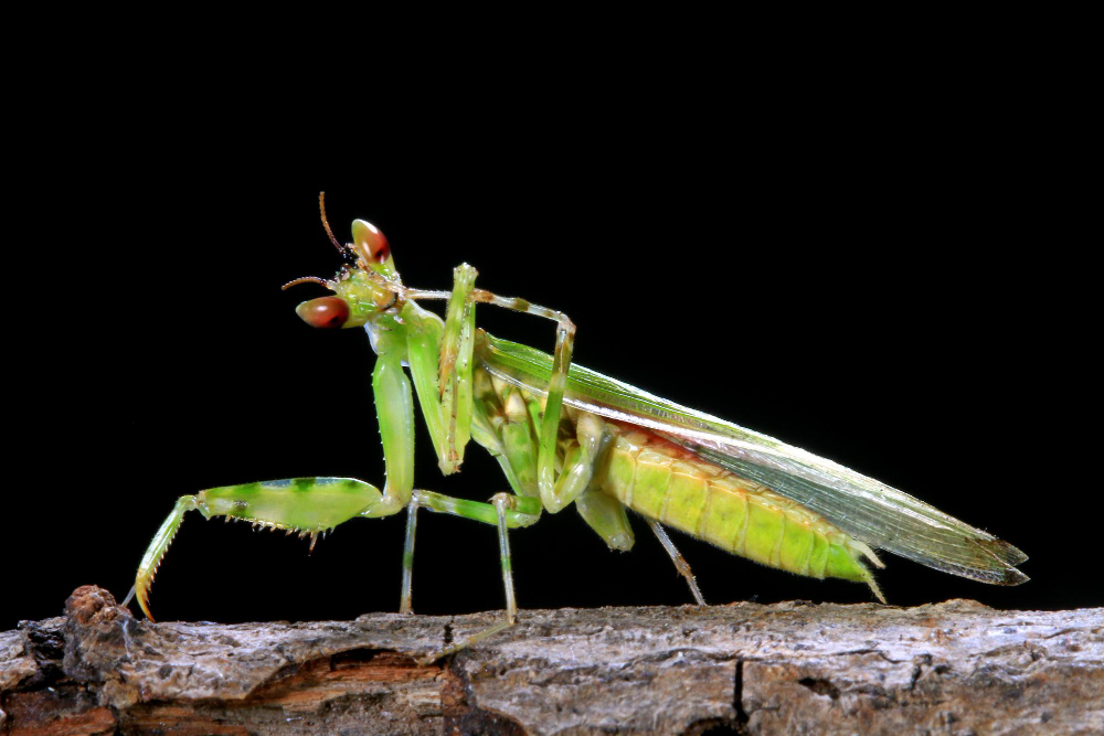 praying mantis facts