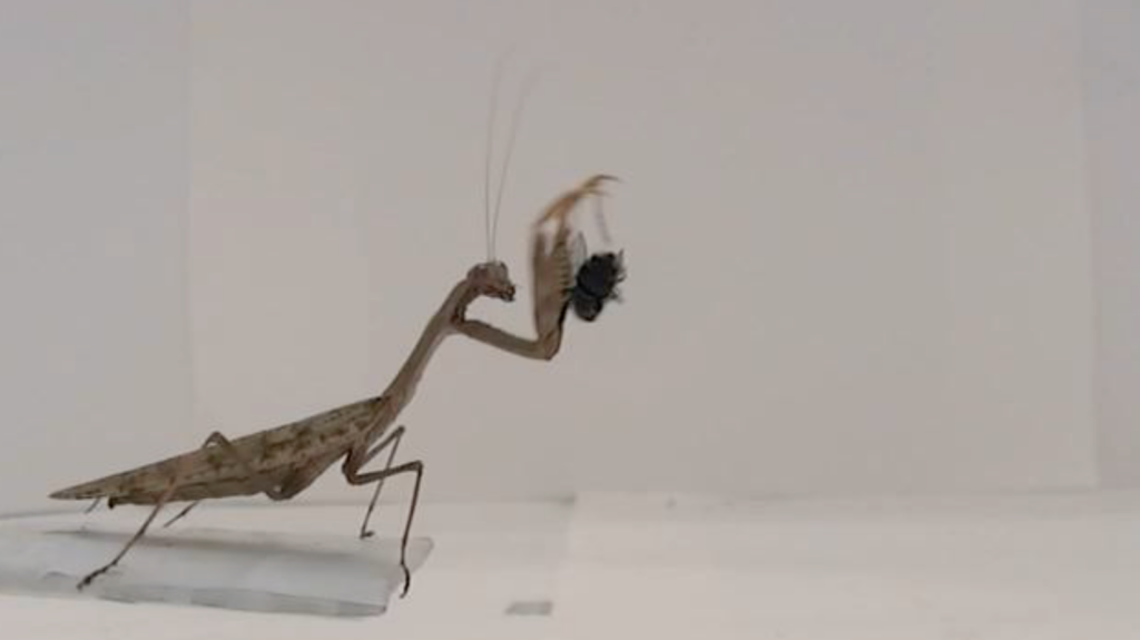 praying mantis hunting behavior