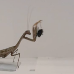 Praying Mantis Hunting Behavior: How Mantises Find, Stalk, and Catch Prey