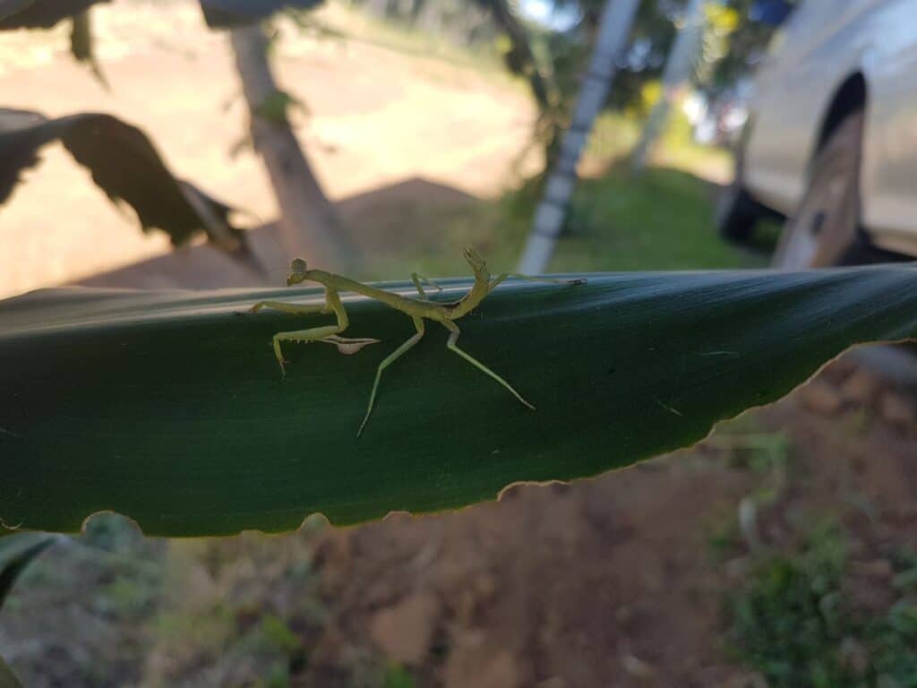 praying mantis life cycle
