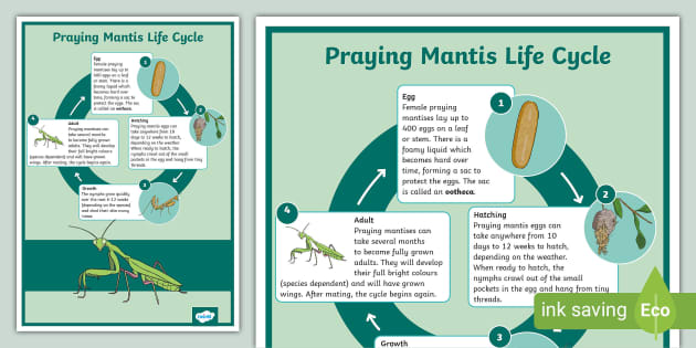 praying mantis life cycle