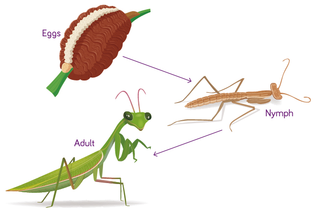 praying mantis life cycle