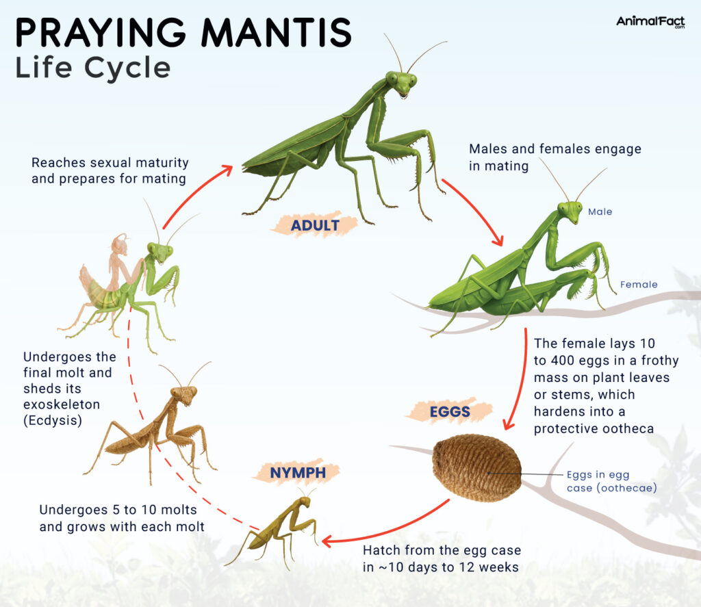 Praying Mantis Life Cycle: Eggs, Nymphs, Molting, and Adults Explained