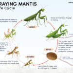 Praying Mantis Life Cycle: Eggs, Nymphs, Molting, and Adults Explained