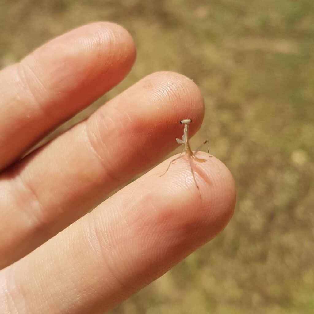 praying mantis life cycle