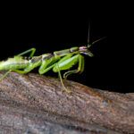 Small Praying Mantis Identification: How to Tell If It’s a Baby Mantis, Nymph, or Small Species