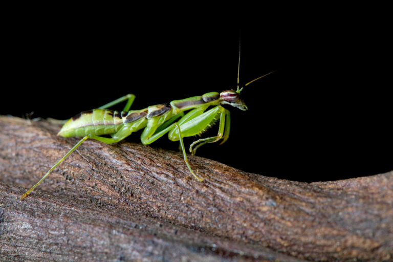 small praying mantis identification
