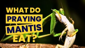 What Do Praying Mantises Eat? Wild Diet, Pet Food & Feeding Guide
