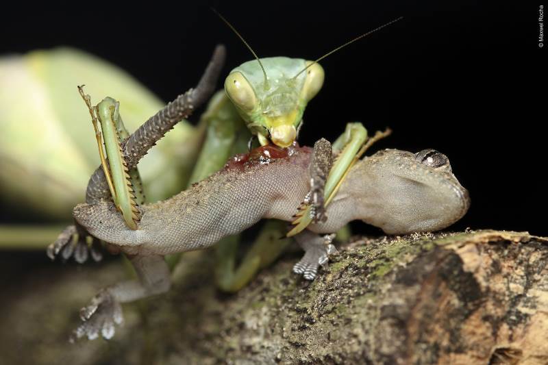 what do praying mantises eat