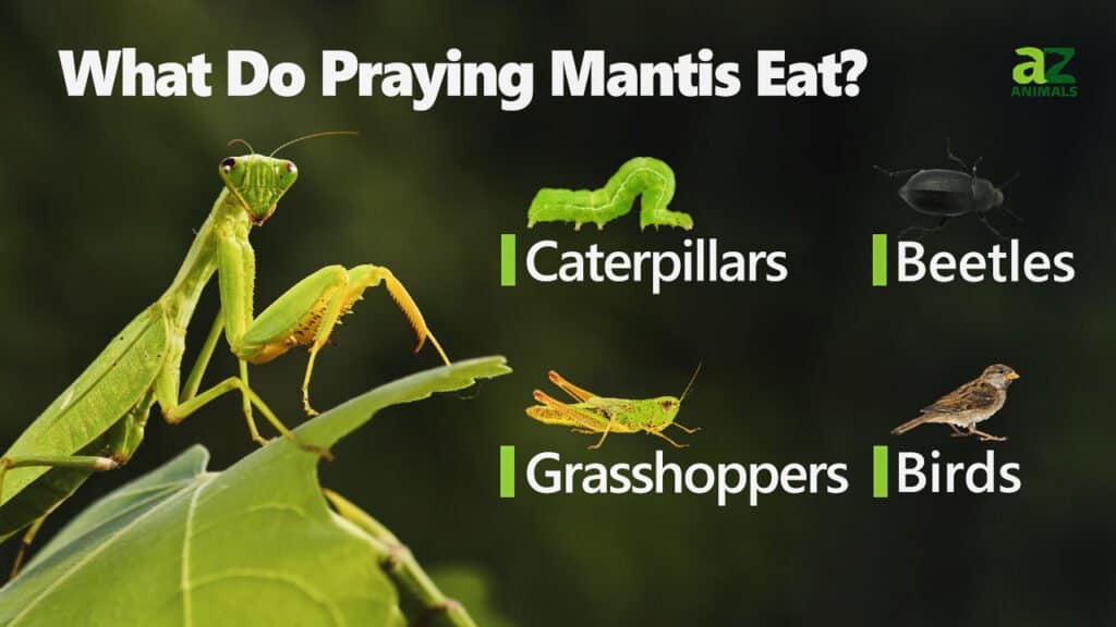 what do praying mantises eat