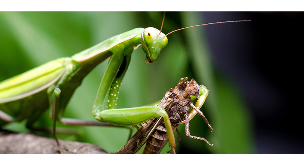 what do praying mantises eat