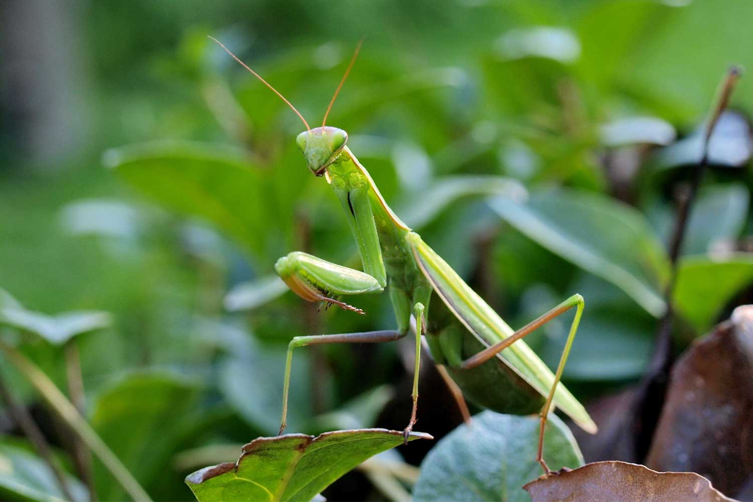 what is a praying mantis