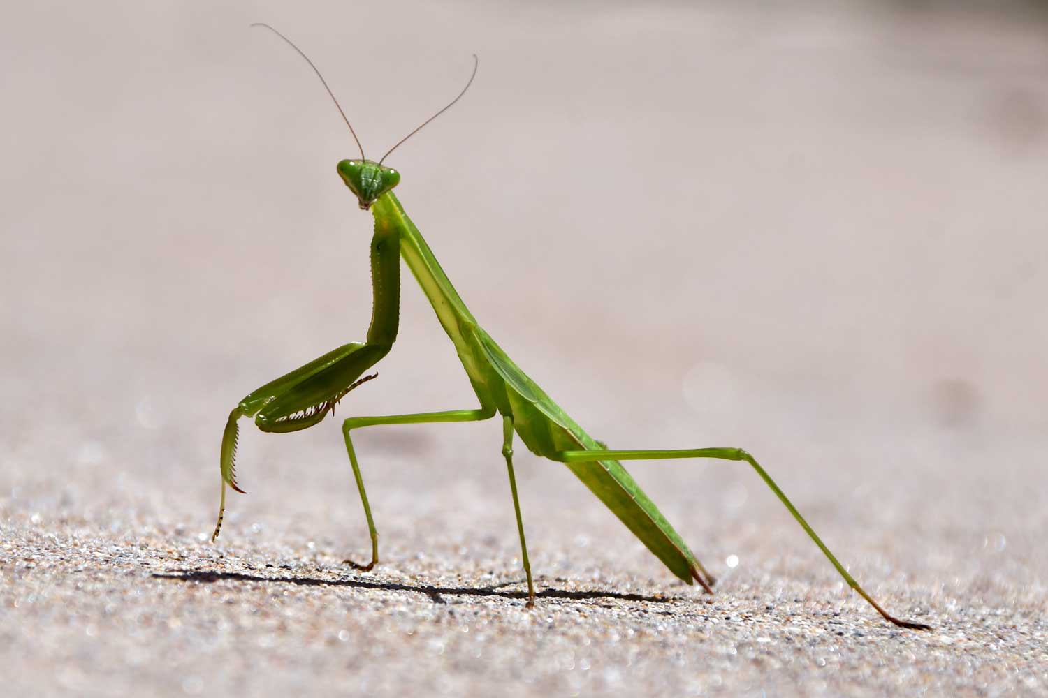 what is a praying mantis
