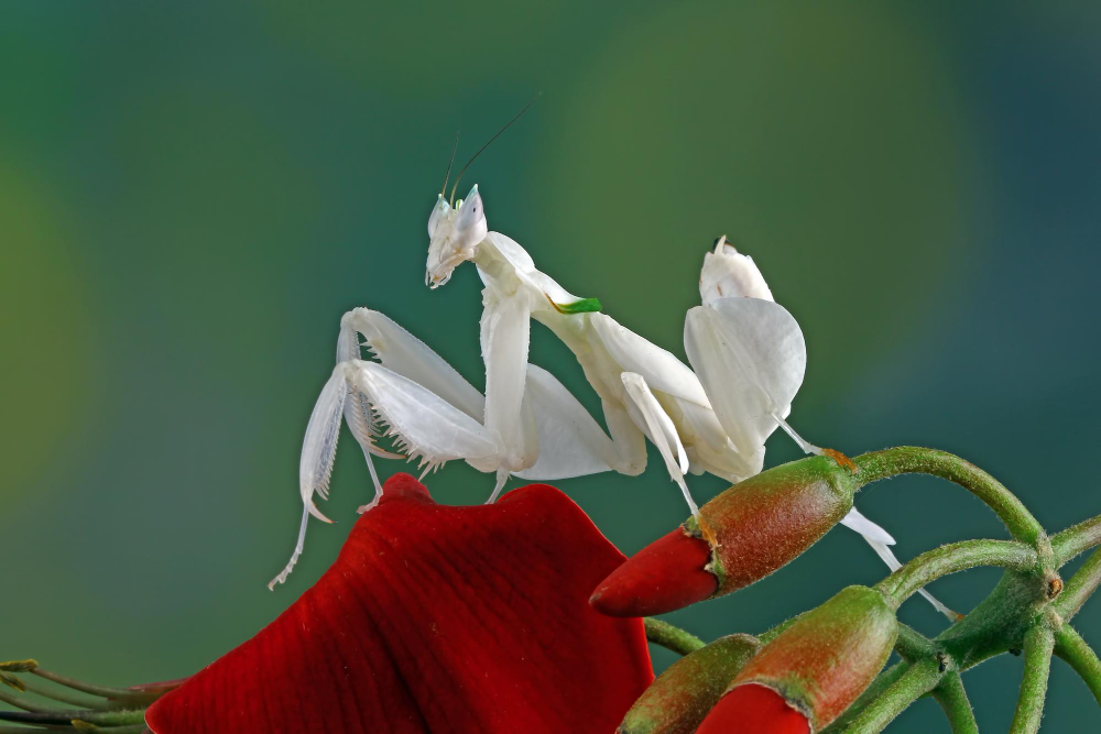 what is a praying mantis facts, habitat, diet, and garden benefits