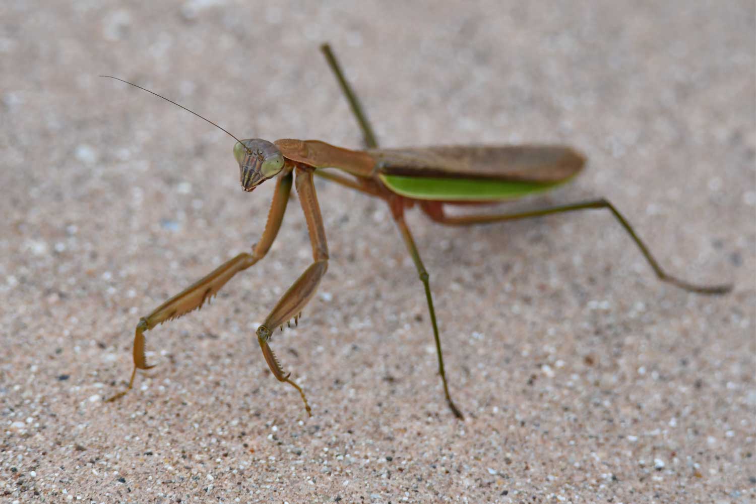 what is a praying mantis