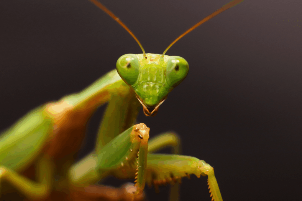 What Is a Praying Mantis? Facts, Habitat, Diet, and Garden Benefits