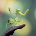 Why Do Praying Mantises Dance? Swaying, Rocking, Hunting, and Mantis Behavior Explained