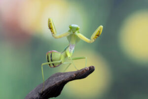why do praying mantises dance