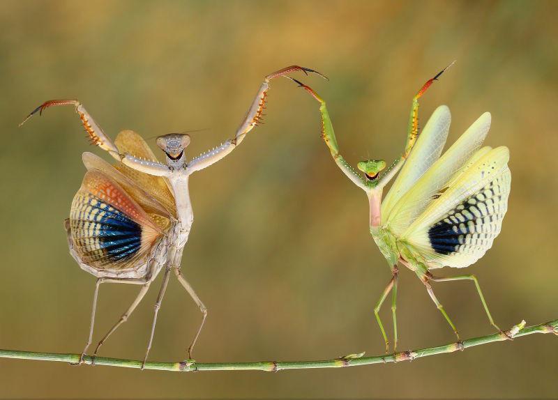why do praying mantises dance