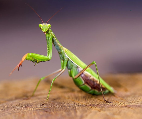 are praying mantises good or bad garden benefits, risks, and facts