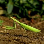 Are Praying Mantises Good or Bad Garden Benefits, Risks, and Facts